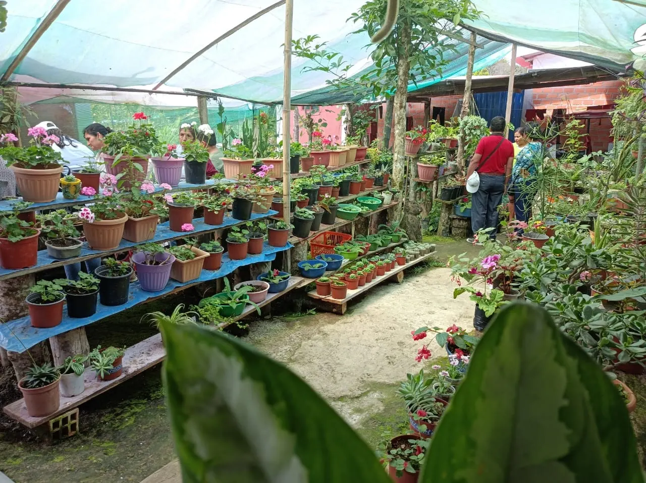 Imagen de Comunidad Saludable Miguel Grau